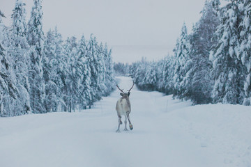 Obraz premium Group herd of caribou reindeers pasturing in snowy landscape, Northern Finland near Norway border, Lapland
