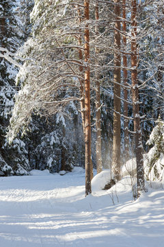Fototapeta Snowy forest at sunny winter day in Finland