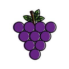 bunch grapes fruit nutrition diet fresh healthy lifestyle vector illustration