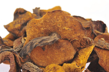 White background of the mushroom
