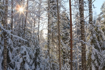 Fototapeta premium Snowy forest at sunny winter day in Finland