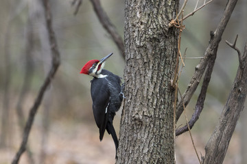 Male pileated-woodpecker 