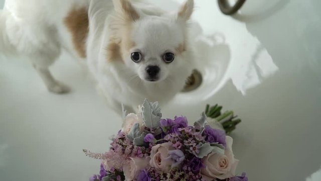 White small dog with bridal bouquet