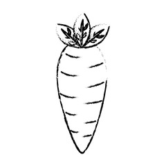 fresh carrot vegetable nutrition healthy lifestyle food vector illustration sketch image