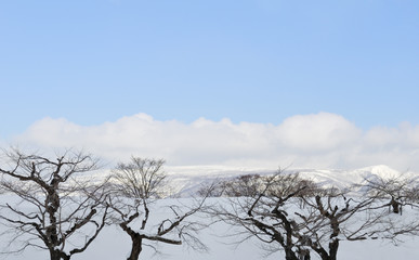 冬　桜　雪　空　雲　素材