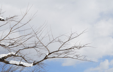冬　桜　枝　空　雲　素材