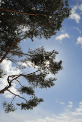 冬　松　空　雲　素材