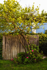 Fototapeta premium wooden fence and lemon tree 
