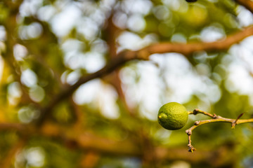 Lime / Lemon Tree Isolated Branch 