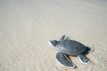 Little sea turtle on sandy beach