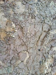 dried and cracked mud