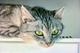 Grey cat basking in the battery
