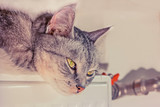 Grey cat basking in the battery