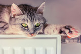 Grey cat basking in the battery