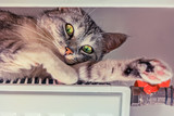 Grey cat basking in the battery