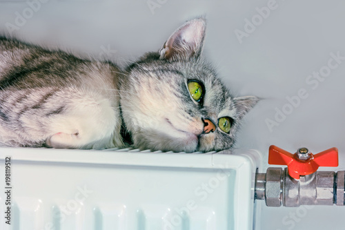 Grey cat basking in the battery