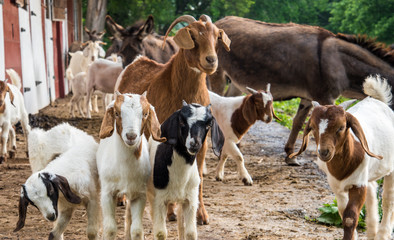 Goats at the Farm 