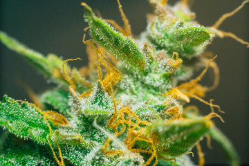 sugar trichomes cbd thc shot cannabis, with Macro buds of medicinal marijuana . Concepts of...