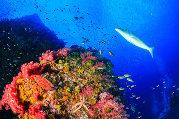 Naklejka na ściany i meble Tropical fish swarm around a brightly colored, healthy tropical coral reef (Richelieu Rock, Thailand)