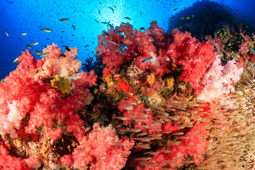 Fototapeta na wymiar Tropical fish swarm around a brightly colored, healthy tropical coral reef (Richelieu Rock, Thailand)