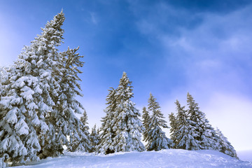 Beautiful fir trees covered with snow on winter day
