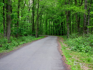 Fototapeta na wymiar Green Forest Path - Back road through a dark green forest landscape.