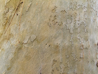 Plane tree bark texture background,  platanus tree bark texture, Planetree bark of white and green color