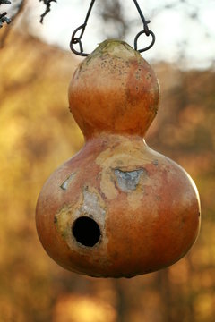 bird house gourd