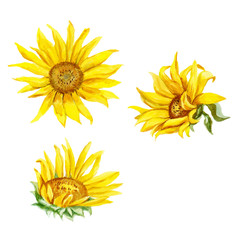 Set of sunflowers