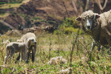 A little sheep and its mother