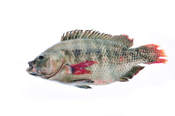 Fototapeta premium Tilapia on a white background