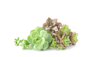 Mini bunch of green and red flowering echeveria succulent houseplant white background