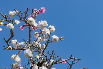 春の花木　桃