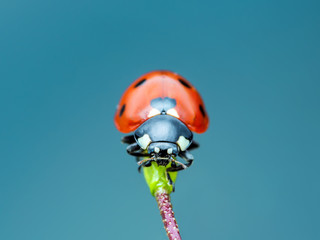 Ladybug Insect on Leaf Macro