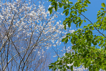 真っ白な桜のある風景