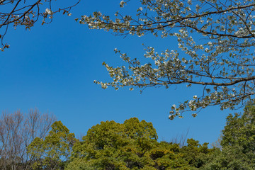 真っ白な桜のある風景