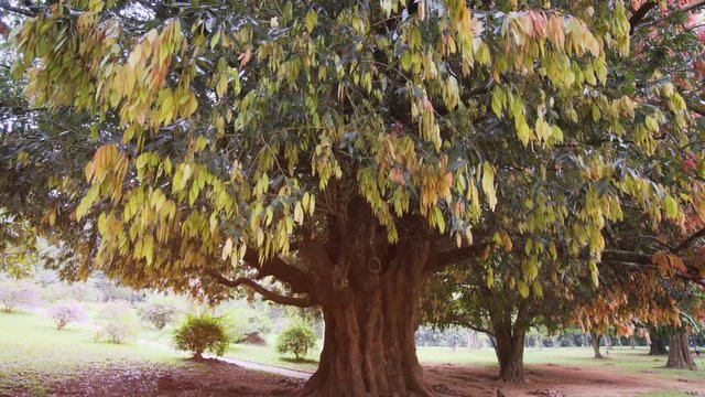 Old, Exotic Hardwood Tree Growing in Polonnaruwa, Sri Lanka