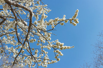 真っ白な桜のある風景