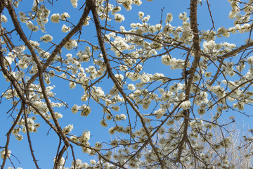 真っ白な桜のある風景