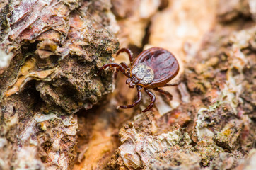 Encephalitis Virus or Lyme Disease Infected Tick Arachnid Insect Crawling on Wood