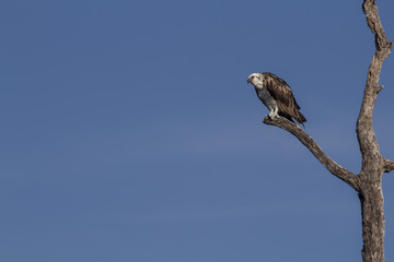 Osprey perched on tree. ready to hunt breakfast looks attentively down at the river with blue sky as background. also known as sea hawk or river hawk or fish hawk. beautiful bird of prey . 