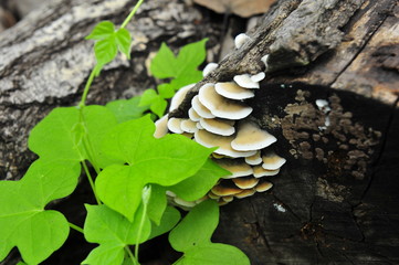 Wild mushrooms, in the wild nature