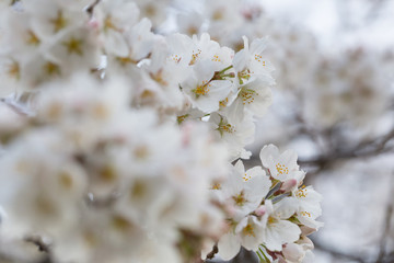 桜の花