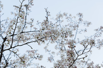 桜の花