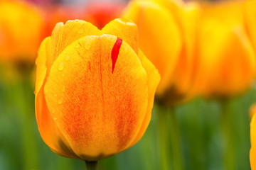 beauty tulips in bloom closeup