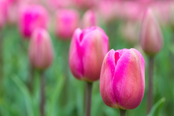 Obraz na płótnie Canvas rosy tulips in bloom