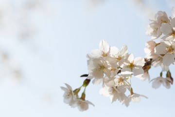 桜の花