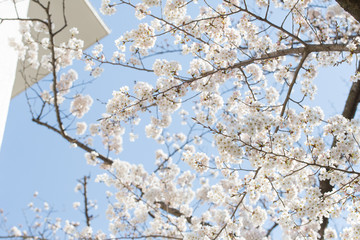 桜の花と建築