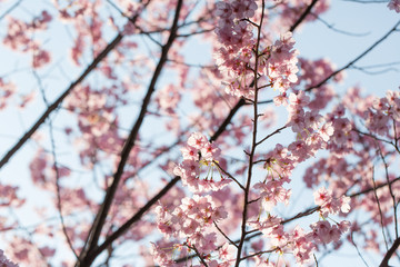 桜の花