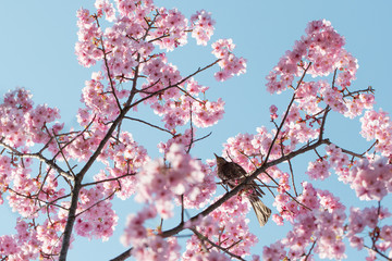 桜の花と鳥